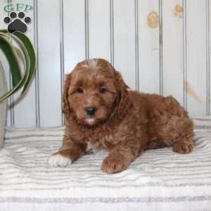 Rambo, Cavapoo Puppy