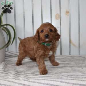 Rascal, Cavapoo Puppy