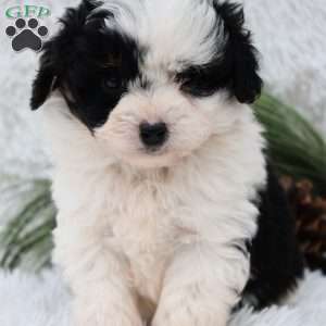 Dasher, Mini Aussiedoodle Puppy