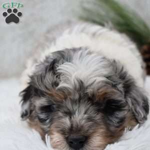 Comet, Mini Aussiedoodle Puppy