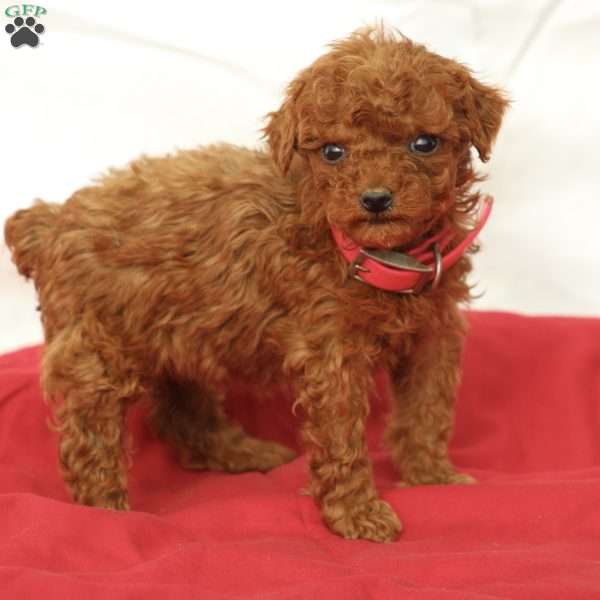 Millie, Miniature Poodle Puppy