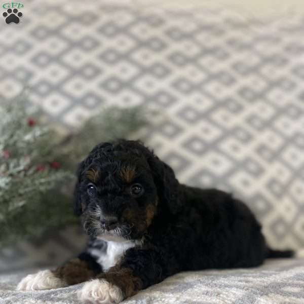 Maggie, Mini Bernedoodle Puppy