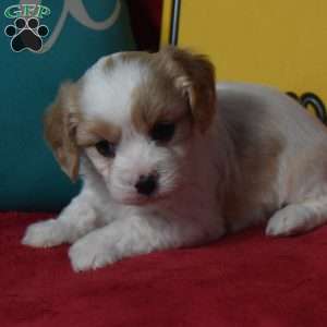 Tommy, Cavachon Puppy