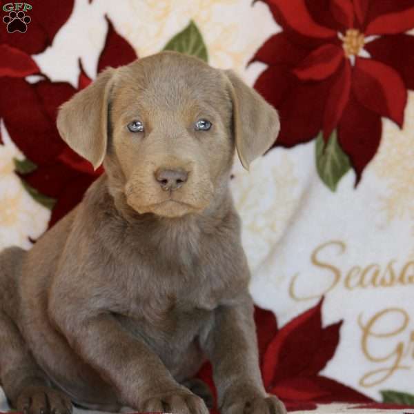 Gabe, Silver Labrador Retriever Puppy