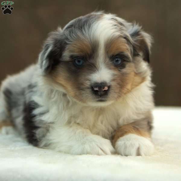 Duke, Miniature Australian Shepherd Puppy