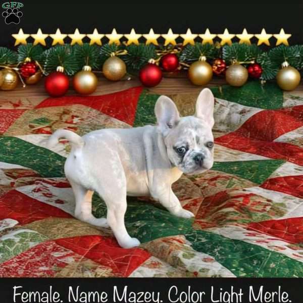 Mazey, French Bulldog Puppy