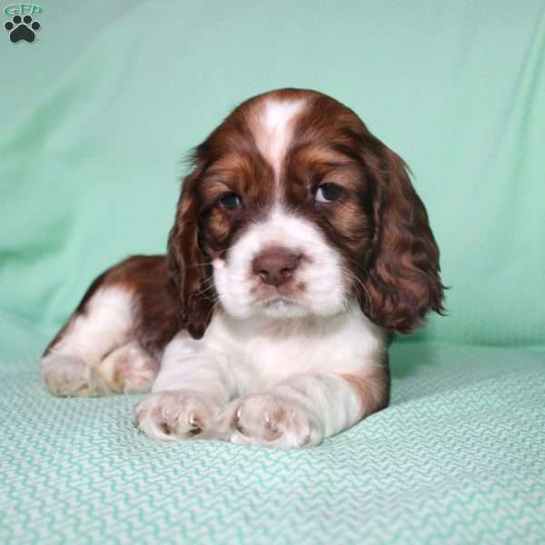 Jolly, Cocker Spaniel Puppy