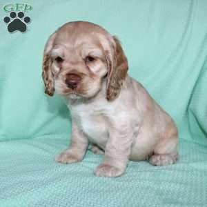 Jingles, Cocker Spaniel Puppy