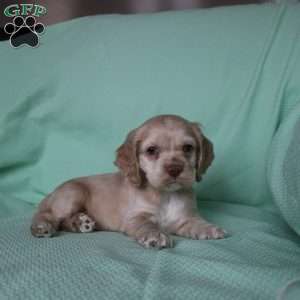 Dancer, Cocker Spaniel Puppy