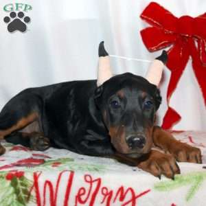 Ethan, Doberman Pinscher Puppy