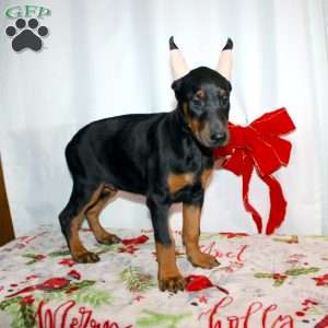 Gloria, Doberman Pinscher Puppy