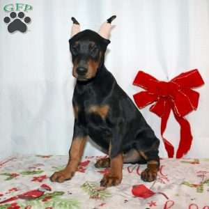 Frankencense, Doberman Pinscher Puppy