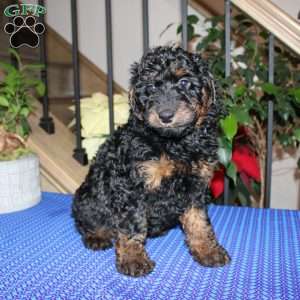 Austin, Mini Whoodle Puppy