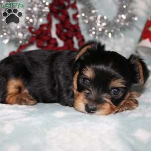 David, Yorkie Puppy