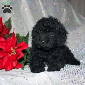 Button, Miniature Poodle Puppy