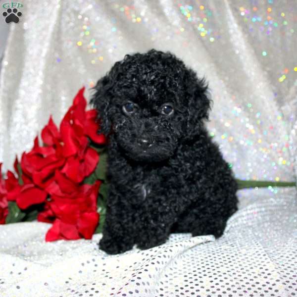 Bella, Miniature Poodle Puppy