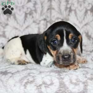 Dean, Jack Russell Mix Puppy