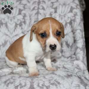 Drew, Jack Russell Mix Puppy