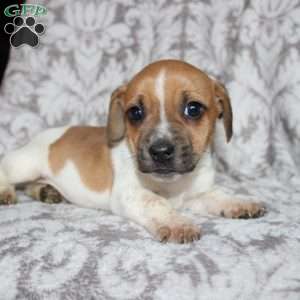 Danny, Jack Russell Mix Puppy