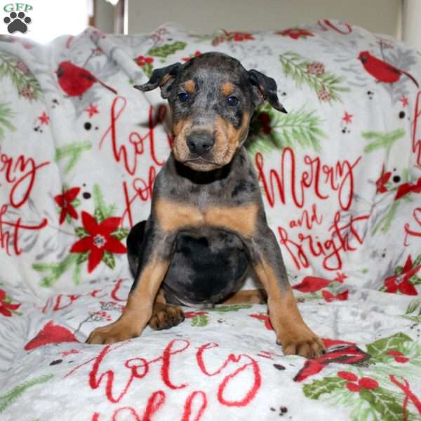 Reggie, Doberman Mix Puppy