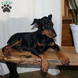 Frankencense, Doberman Pinscher Puppy