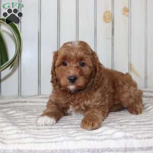 Rambo, Cavapoo Puppy