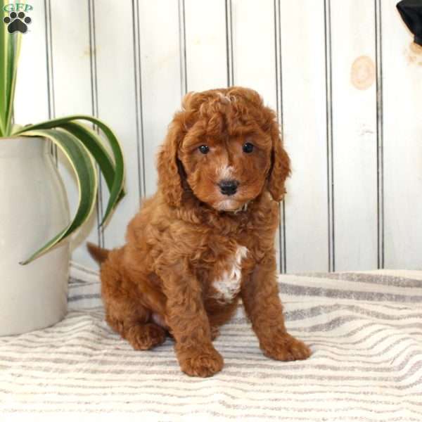 Rover, Cavapoo Puppy