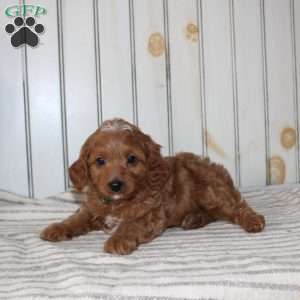 Rascal, Cavapoo Puppy