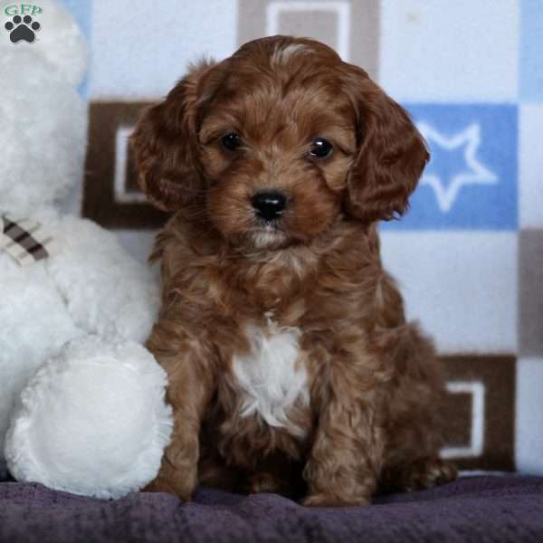 Oscar, Cavapoo Puppy