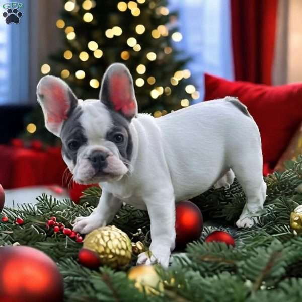 Dolly, French Bulldog Puppy