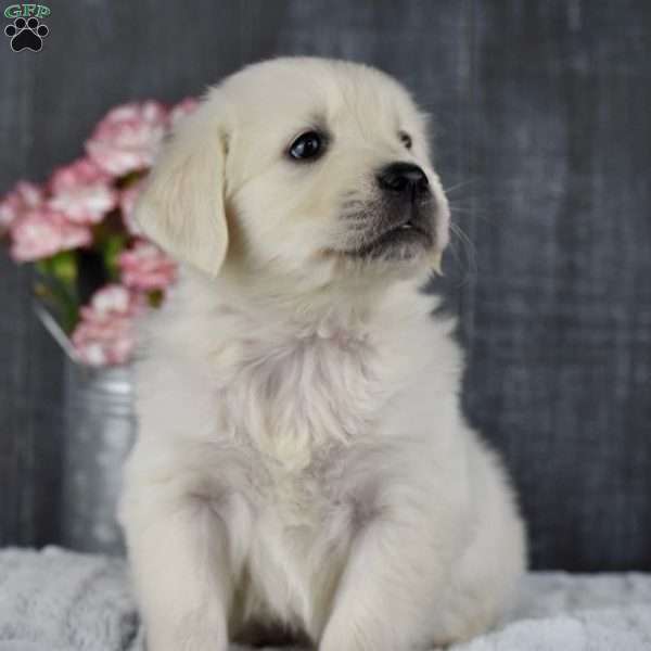 Twinkle, Golden Retriever Puppy