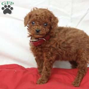 Mable, Miniature Poodle Puppy