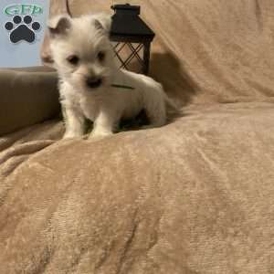 Sawyer, West Highland Terrier Puppy