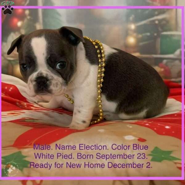 Election, French Bulldog Puppy