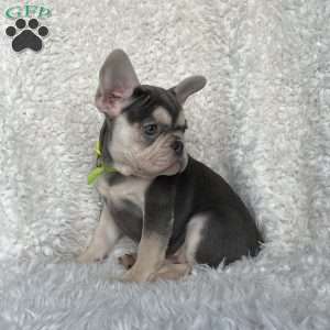 Olive, French Bulldog Puppy