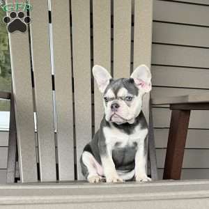 Olive, French Bulldog Puppy