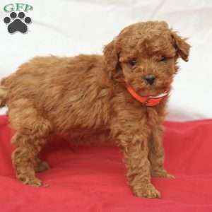 Masha, Miniature Poodle Puppy