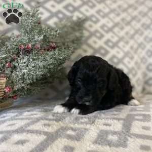 Midnight, Mini Bernedoodle Puppy