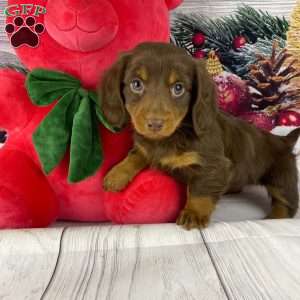 Dancer, Dachshund Puppy