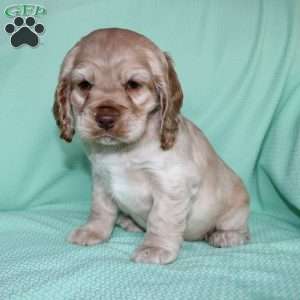 Jingles, Cocker Spaniel Puppy