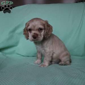 Dancer, Cocker Spaniel Puppy