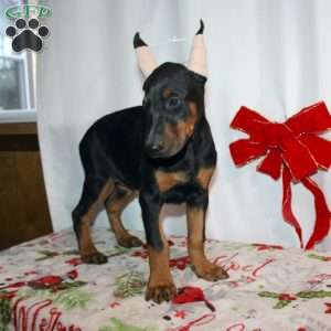 Gloria, Doberman Pinscher Puppy