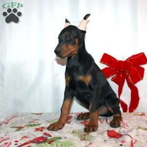 Frankencense, Doberman Pinscher Puppy