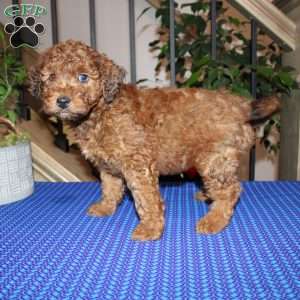 Allen, Mini Whoodle Puppy