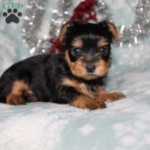 David, Yorkie Puppy