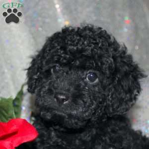 Button, Miniature Poodle Puppy