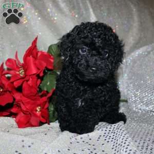 Bella, Miniature Poodle Puppy