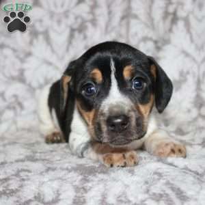 Dean, Jack Russell Mix Puppy