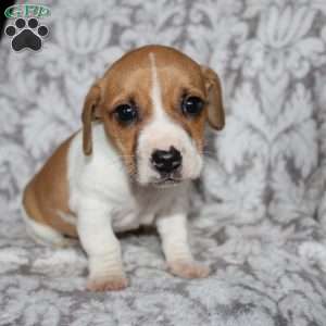 Drew, Jack Russell Mix Puppy