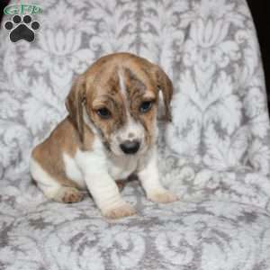 David, Jack Russell Mix Puppy